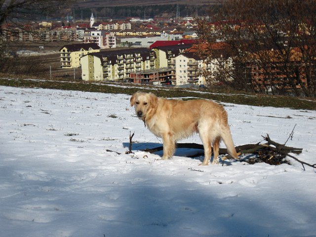Original image